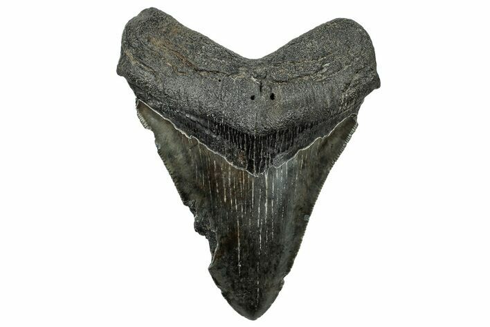 Serrated, Fossil Megalodon Tooth - South Carolina #324280